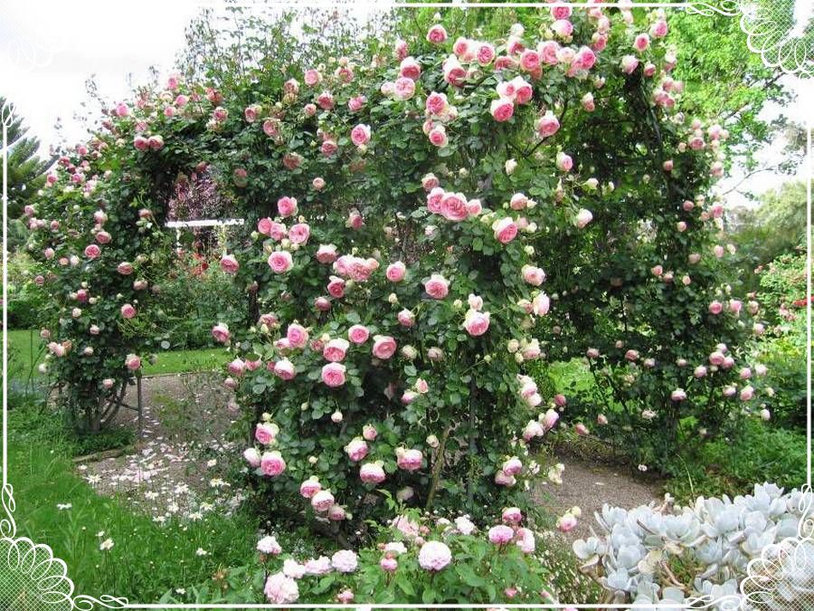 Jasmina róże pnące